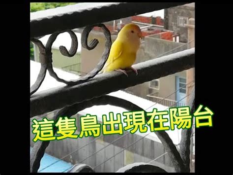 家中 飛 來 鳥|【有鳥飛進家裏】有鳥飛進家裡！破解常見迷信，揭開牠飛來的真。